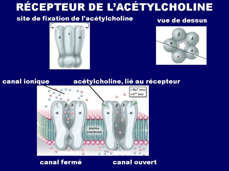 RÉCEPTEUR DE L’ACÉTYLCHOLINE site de fixation de l’acétylcholine vue de dessus canal ionique acétylcholine,
